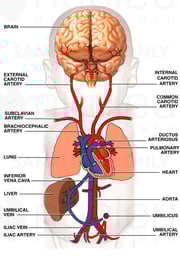 Circulatory (Cardiovascular) System of Newborn Infant