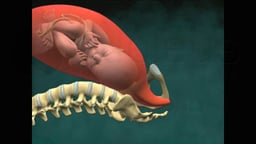 Normal Vaginal Birth with Cervical Effacement and Dilatation (Dilation)