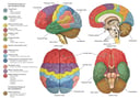 Anatomy and Functional Areas of the Brain