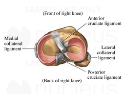 Superior View Tibial Plateau