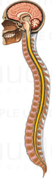 Anatomy of the Brain and Spinal Cord