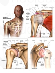 Anatomy of the Shoulder and Rotator Cuff
