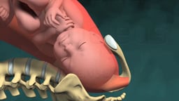 Normal Vaginal Birth (Childbirth)
