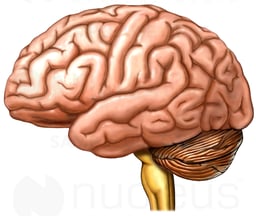 Brain, Lateral View