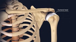 Humeral Head Highlighted in Shoulder Joint Anatomy