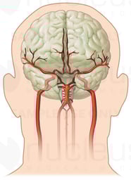 Anatomy of the Cerebral Vasculature