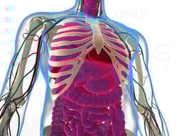 Anatomy of the Neck and Torso (male)