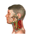 Lymph Nodes of the Head and Neck