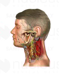 Lymph Nodes of the Head and Neck