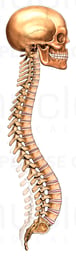 Skull and Spinal Column - Lordosis (Swayback)