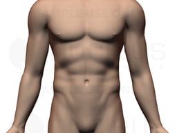 Anterior Male Abdomen