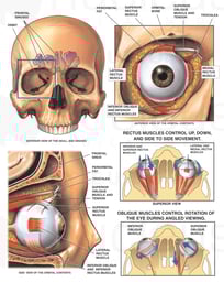 Anatomy and Movement of the Eye