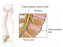Normal Disc Anatomy