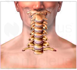 Anatomy of the Cervical (Neck) Spine