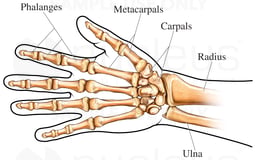 Hand/Wrist Bones