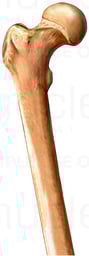 Femoral Head of Femur