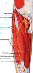 Anatomy of the Right Upper Leg