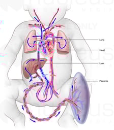 Fetal Circulation and Blood Flow