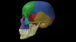 Anatomy of the Skull