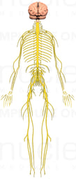 Brain with Spinal Cord and Peripheral Nerves