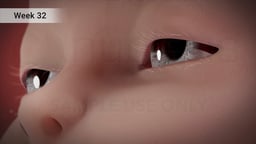 Fetal Eye Development at 32 Weeks of Pregnancy