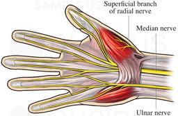 Nerves of the Hand and Wrist