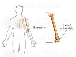 The Lateral Epicondyle