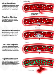 The Effect of Heparin on the Blood Vessels