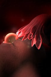 Week 02 - Egg Released from Ovary