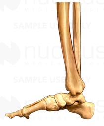 Foot and Ankle Bones, Medial View