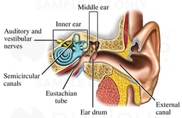 Ear