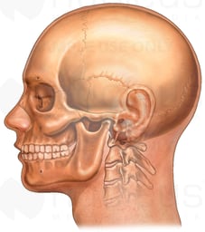 Head and Skull, Lateral View