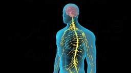 General Anesthesia Blocks Peripheral Nerve Pain Signals