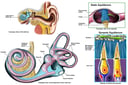 Normal Anatomy of the Inner Ear