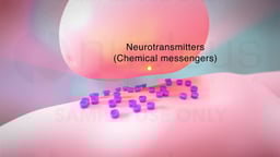 Neurotransmitter Release at Synapse