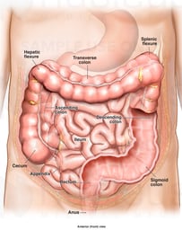 Normal Anatomy of the Colon