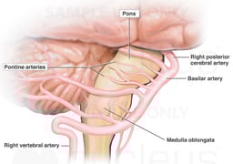 Vascular Supply to the Medulla Oblongata