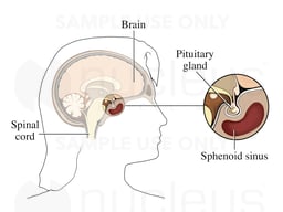 The Pituitary Gland