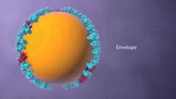 Influenza Virus Particle with the Viral Envelope Highlighted