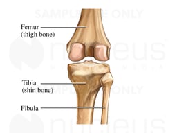 Posterior Knee Bones