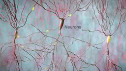 Brain Neurons with Electrical Signaling