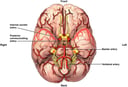 Arteries of the Brain