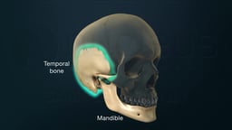 Skull Highlighting Temporal Bone and Mandible