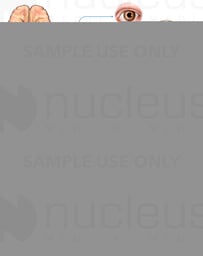 The Parasympathetic Nervous System