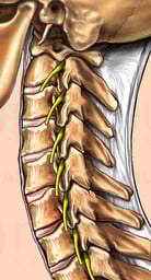 Cervical Spine and Spinal Nerve Roots