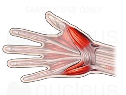 Superficial Muscles of the Hand