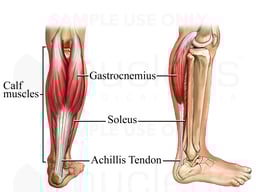 Anatomy of the Lower Leg