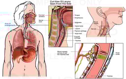 Anatomy of the Larynx and Vocal Cords