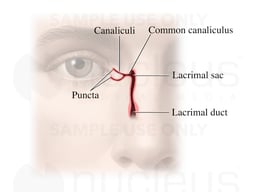 The Lacrimal System