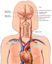 Arteries of the Brain